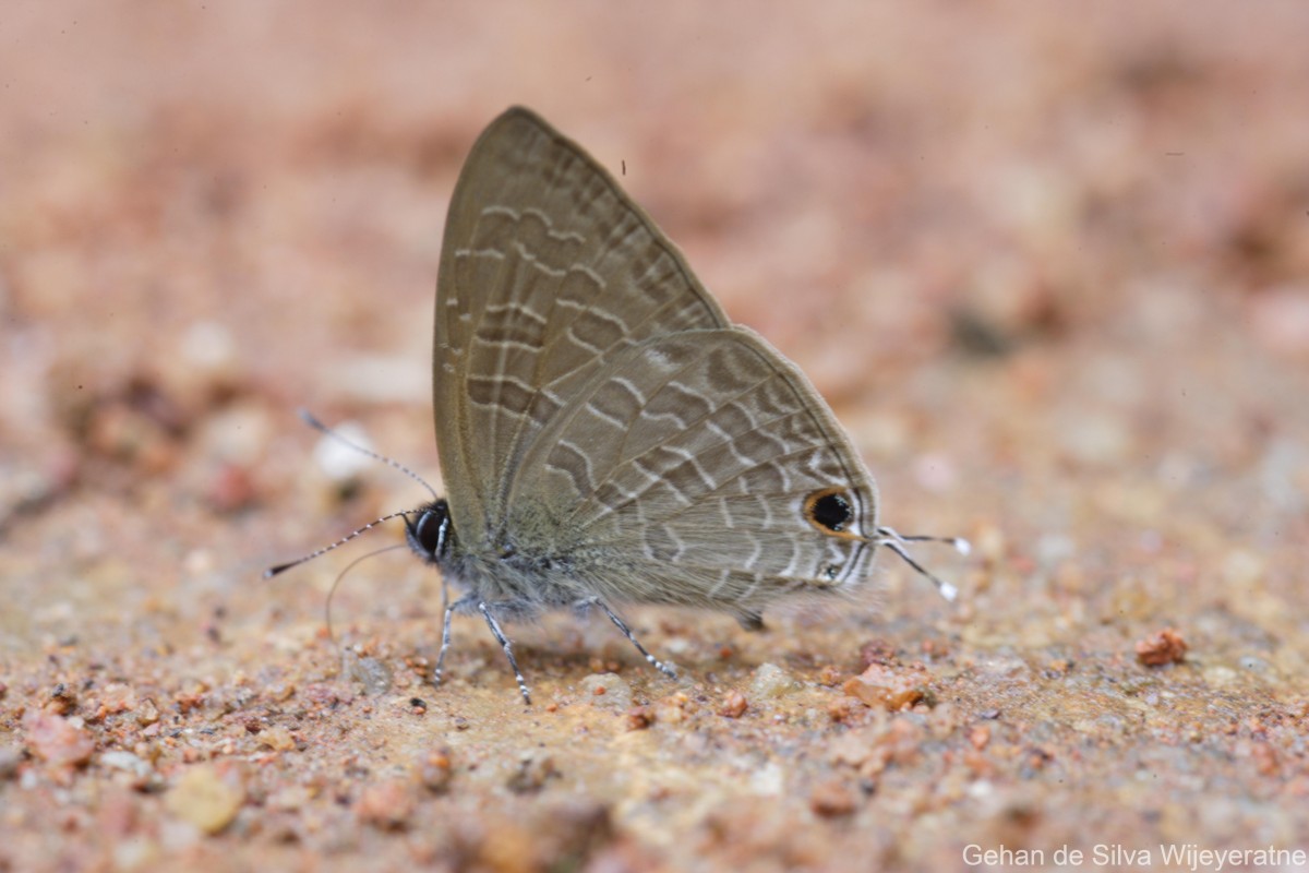 Nacaduba calauria Felder, 1860